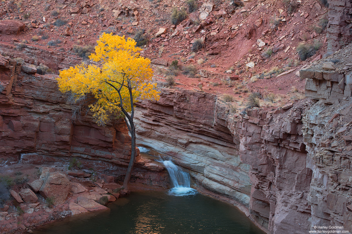 Utah, tranquil, pool, fall, autumn, cottonwood, stream, creek, swimming hole