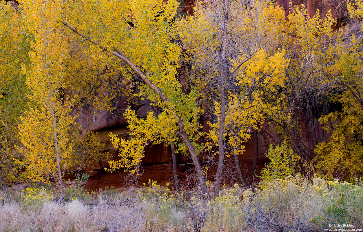 utah, fall, autumn, cottonwood, canyon, rabbitbrush, sage, sandstone