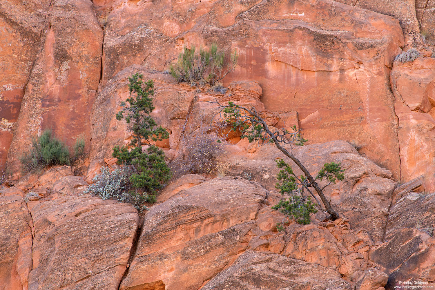 Utah, wall, juniper, pinion, pine, sandstone, canyon