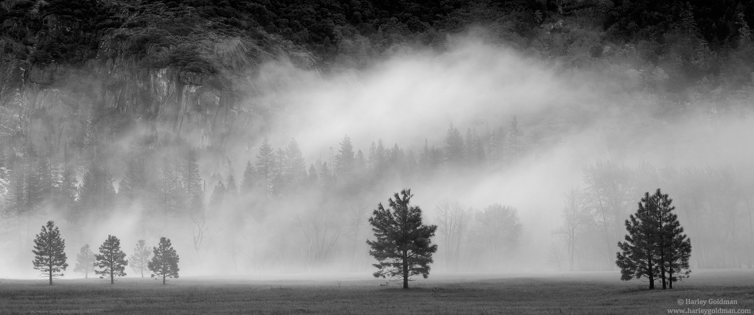 yosemite, park, fog, meadow, pine, tree