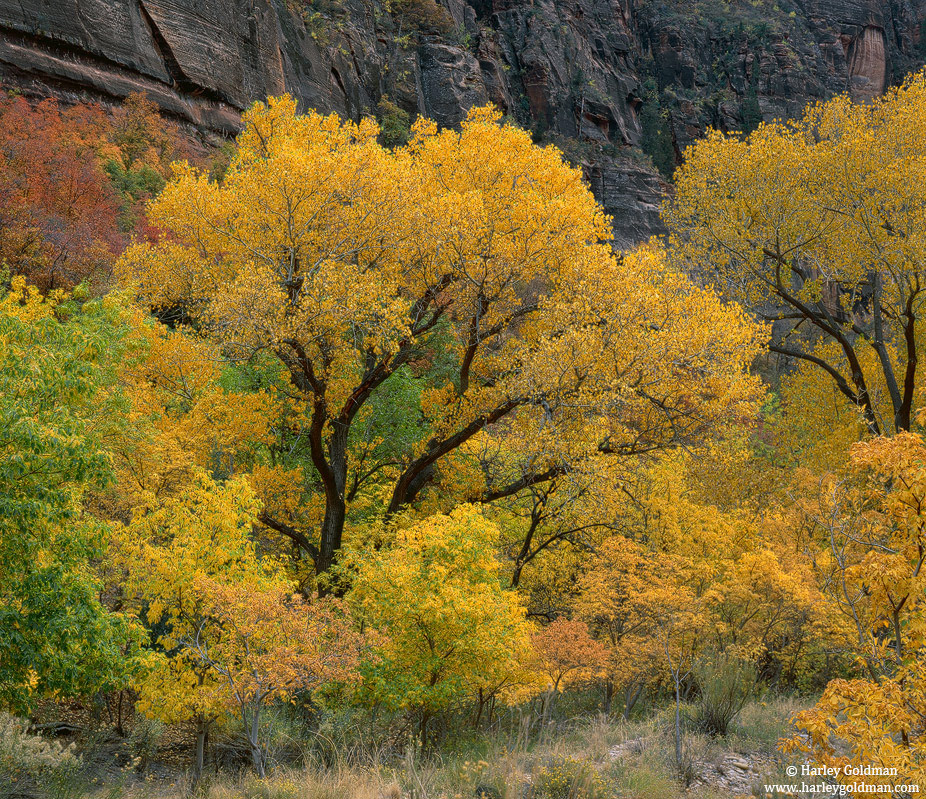 fall, color, zion, national, park, canyon